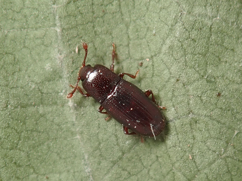 Cerylonidae: cfr. Cerylon sp.